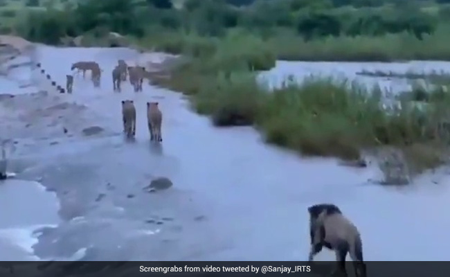 Truth Behind Viral Video Claiming To Show Lions Of Gir After Cyclone Tauktae