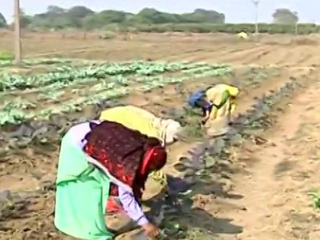 Fertiliser Subsidy Hiked by 140%, PM's Office Says "Historic Decision"