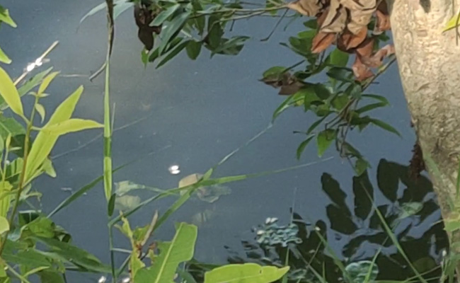 Two Bodies Found In Madhya Pradesh River, Official Negates Covid