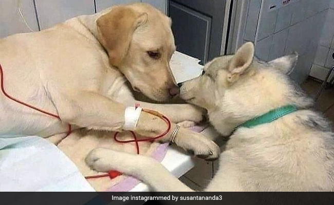 कुत्ते को लगी थी ड्रिप, तभी पास आकर दूसरा कुत्ता उसे करने लगा प्यार, लोग बोले- ‘हम सभी को है इसकी जरूरत’