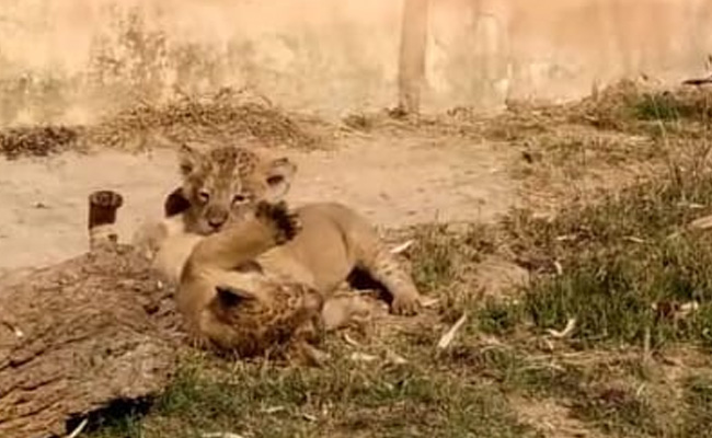 यूपी: इटावा लायन सफारी पार्क में दो शेरनियां कोरोना पॉजिटिव, मचा हड़कंप