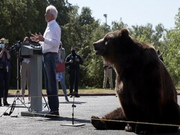 California Governor Candidate Brings 500 Kg Bear To Rally California Governor Candidate Brings 500 Kg Bear To Rally