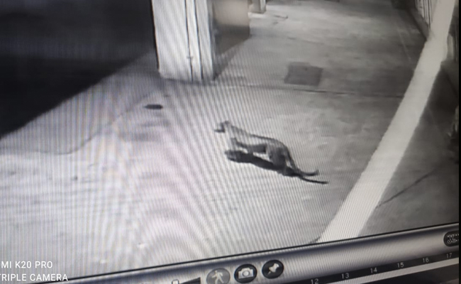 Leopard Strays Into Mumbai Housing Society. Watch