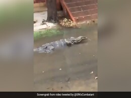 सड़क पर भरे पानी में चलती नजर आई ‘विशालकाय छिपकली’, देखकर हैरान रह गए लोग - देखें Shocking Video सड़क पर भरे पानी में चलती नजर आई ‘विशालकाय छिपकली’, देखकर हैरान रह गए लोग - देखें Shocking Video