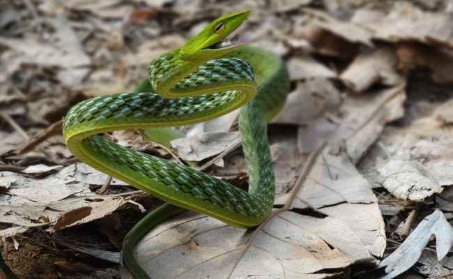 Researchers Find 2 New Multi Drug-Resistant Bacteria In Scat Of "Vine Snake"