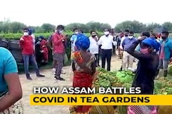 Assam Tea Estates See Over 300% Spike In Covid Cases In Last 10 Days Assam Tea Estates See Over 300% Spike In Covid Cases In Last 10 Days