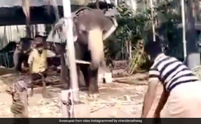 गेंदबाज ने डाली गेंद तो हाथी ने गन्ना उठाकर मारा चौका, वीरेंद्र सहवाग ने दिया गजब का रिएक्शन - देखें Video