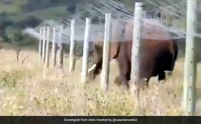 कांटों की फेंसिंग को पार करने के लिए हाथी ने लगाया गजब का जुगाड़, देख एक्ट्रेस ने दिया मजेदार रिएक्शन - देखें Video