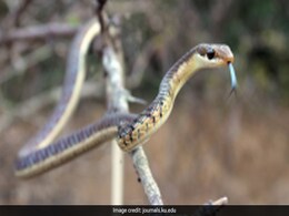 New Research Records 8 More Species Of Snakes In Delhi New Research Records 8 More Species Of Snakes In Delhi