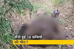 असम के नौगांव में मिले 18 हाथियों के शव असम के नौगांव में मिले 18 हाथियों के शव
