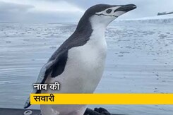 पानी से निकल कर अचानक नाव में सवार हुई पेंगुइन, लोगों के साथ किया सफर पानी से निकल कर अचानक नाव में सवार हुई पेंगुइन, लोगों के साथ किया सफर