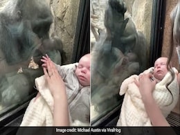 मां के साथ चिड़ियाघर घूमने आया 1 महीने का बच्चा, देखकर Gorilla ने किया कुछ ऐसा - देखें Video मां के साथ चिड़ियाघर घूमने आया 1 महीने का बच्चा, देखकर Gorilla ने किया कुछ ऐसा - देखें Video