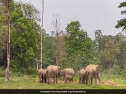 हाथी परिवार के साथ जंगल में कर रहा था Morning Walk, धूल उड़ा-उड़ाकर खूब की मस्ती, वीडियो ने जीता लोगों का दिल हाथी परिवार के साथ जंगल में कर रहा था Morning Walk, धूल उड़ा-उड़ाकर खूब की मस्ती, वीडियो ने जीता लोगों का दिल
