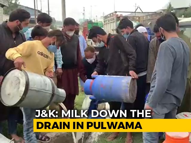 Kashmir Dairy Farmers Dump Milk In Drains As Covid Curbs Hit Demand