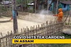Over 200 Covid Positive In 2 Assam Tea Gardens, Now A Containment Zone Over 200 Covid Positive In 2 Assam Tea Gardens, Now A Containment Zone