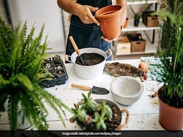 Deck Up Your Outdoor Space With These Best Flowering Plants For Indian Summers Deck Up Your Outdoor Space With These Best Flowering Plants For Indian Summers
