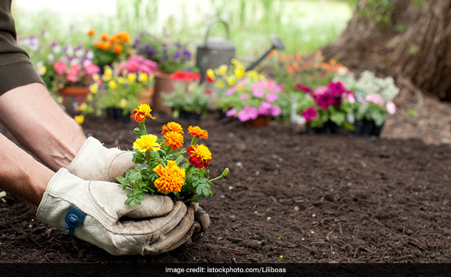 Marigold Benefits: त्वचा के लिए वरदान हैं गेंदा का फूल, इसके औषधीय गुण जानकर रह जाएंगे दंग