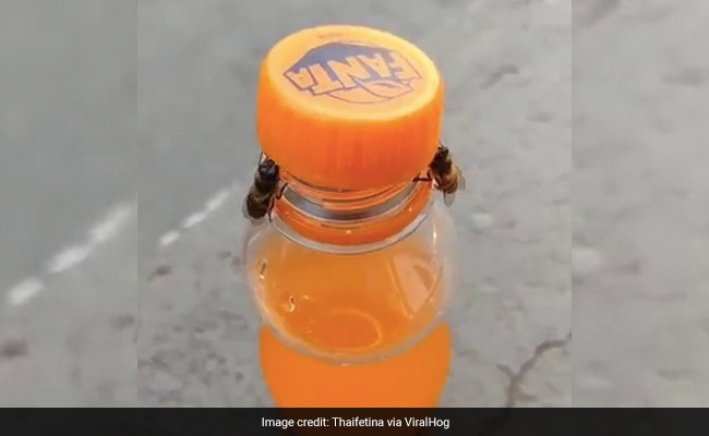 Watch: Two Bees Work Together To Open A Bottle In Jaw-Dropping Clip