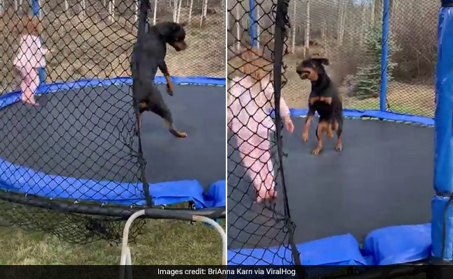 This Video Of A Toddler And Dog On A Trampoline Is The Best Thing You'll See Today
