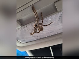 Woman's Shock At Finding Huge Spider In Car While Driving At 100 Km/Hr Woman's Shock At Finding Huge Spider In Car While Driving At 100 Km/Hr