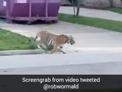 Bengal Tiger Seen Roaming In Texas Neighbourhood, 'Owner' Arrested