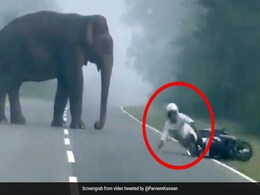 बीच सड़क पर खड़ा था हाथी, बचने के चक्कर में बाइक सहित गिर पड़ा शख्स और फिर... देखें पूरा Video बीच सड़क पर खड़ा था हाथी, बचने के चक्कर में बाइक सहित गिर पड़ा शख्स और फिर... देखें पूरा Video