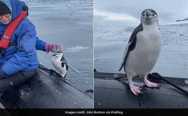 Watch: "Lonely" Penguin Jumps Into Tourist Boat In Antarctica
