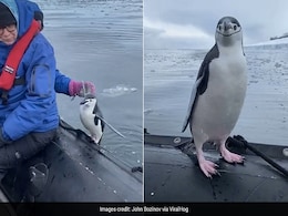 Watch: "Lonely" Penguin Jumps Into Tourist Boat In Antarctica Watch: "Lonely" Penguin Jumps Into Tourist Boat In Antarctica