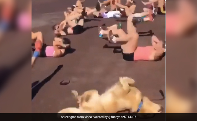 कुत्ते ने इंसानों के साथ Aerobics Session में लिया हिस्सा, जमकर की एक्सरसाइज, वीडियो ने जीता लोगों का दिल