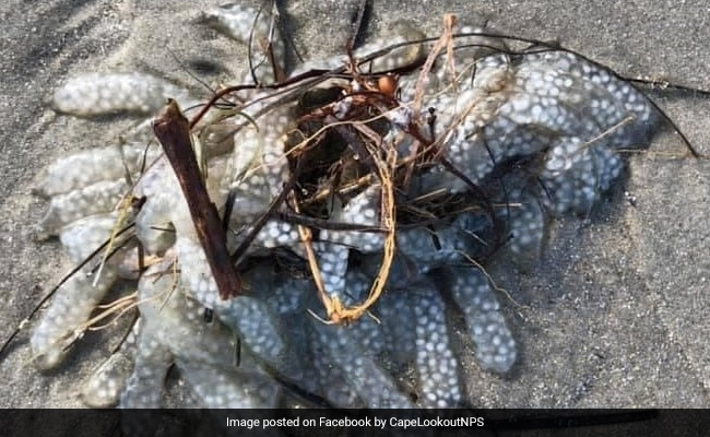 समुद्र के किनारे मिला एक ‘रहस्यमयी जीव’, देखकर हैरान रह गए लोग, किसी को भी नहीं पता इसका नाम