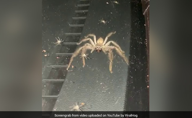 Huntsman Spider And Babies Takes Over Car In Stomach-Churning Video