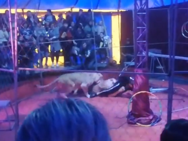Video: Circus Trainer Gets Mauled By Lioness In Terrifying Footage