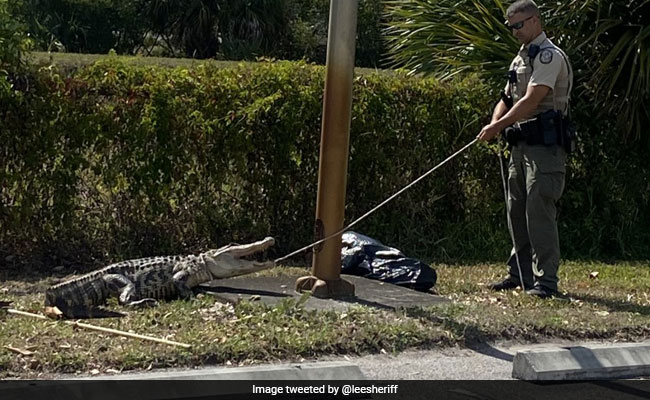 "Hangry" Alligator Chases Customers Through Restaurant Parking Lot