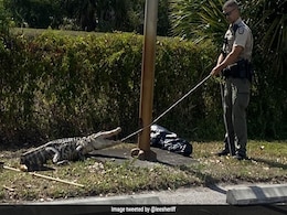 "Hangry" Alligator Chases Customers Through Restaurant Parking Lot "Hangry" Alligator Chases Customers Through Restaurant Parking Lot