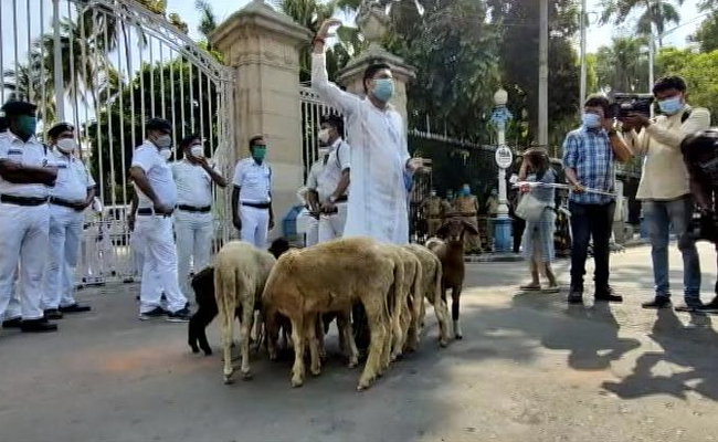 Bengal Governor Upset Over Raj Bhavan Gate Protests. There Were Sheep Too