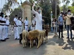 Bengal Governor Upset Over Raj Bhavan Gate Protests. There Were Sheep Too Bengal Governor Upset Over Raj Bhavan Gate Protests. There Were Sheep Too