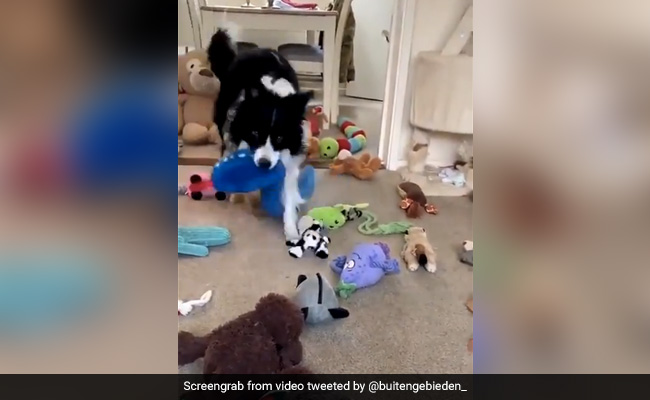 मालिक ने लिया जानवरों का नाम, कुत्ते ने उन्हें पहचानकर किया ये काम, लोग बोले- ‘क्या Brain Training दी है…’ - देखें Video