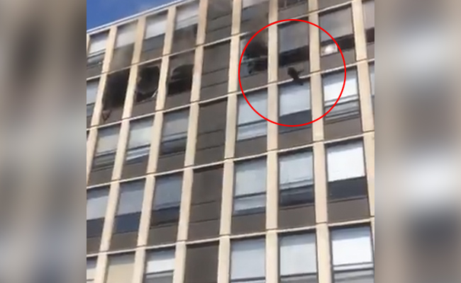 "Flying Cat" Who Jumped Out Of 5th Floor Of Blazing Chicago Building Goes Missing