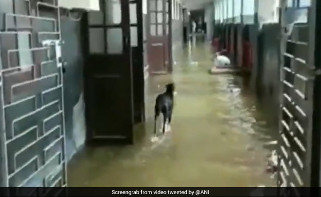 Watch: Key Hospitals In Bihar Flooded After Heavy Rain