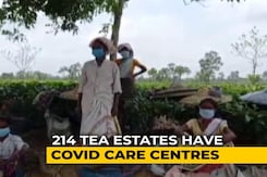 12 Covid Deaths, Over 1,800 Positive At Assam Tea Gardens 12 Covid Deaths, Over 1,800 Positive At Assam Tea Gardens