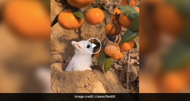 Bunny Loads Up On Vitamin C: Reddit Users Upvote Video Of Rabbit Eating Oranges