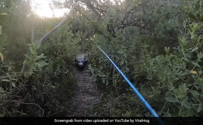 मछली पकड़ने गया था शख्स, तभी आ गया विशालकाय मगरमच्छ, करने लगा उसका पीछा, फिर हुआ कुछ ऐसा - देखें Video