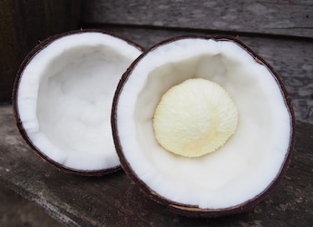 Ever Heard Of Coconut 'Embryo'? Viral YouTube Video May Surprise You Ever Heard Of Coconut 'Embryo'? Viral YouTube Video May Surprise You