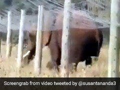 कांटों की फेंसिंग को पार करने के लिए हाथी ने लगाया गजब का जुगाड़, देख एक्ट्रेस ने दिया मजेदार रिएक्शन - देखें Video