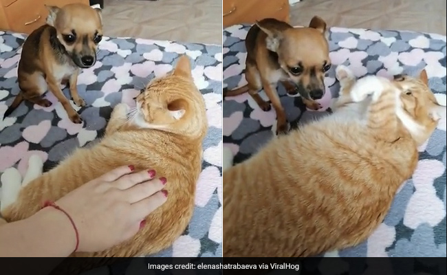 Watch: Jealous Dog Isn't Too Happy About Cat Getting Attention