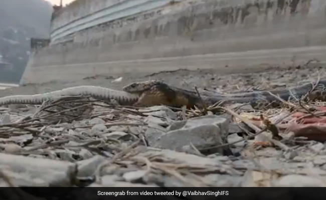 खतरनाक सांप ने किया एक जिंदा सांप का शिकार, एक ही झटके में निगल गया पूरा, देखकर हैरान रह गए लोग - देखें Shocking Video