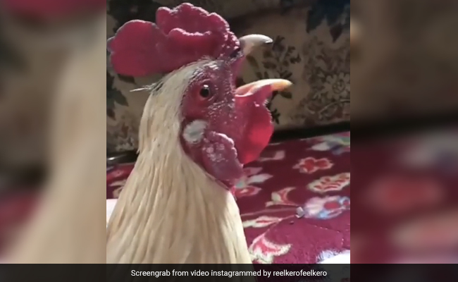 मुर्गा सुबह-सुबह बोलने लगा ‘अल्लाह-अल्लाह’, सुनकर हैरान रह गए लोग, देखें -Funny Video