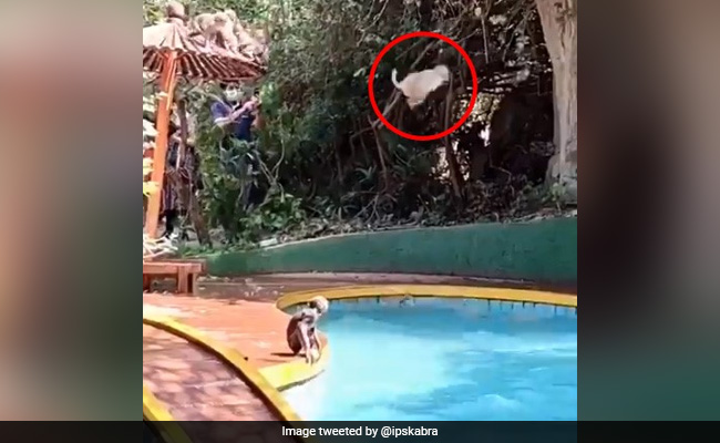 लॉकडाउन में स्वीमिंग पूल बंद हुए, तो बंदरों ने लिए मजे, IPS बोला- 'अब वानरों के मज़े हैं' - देखें Viral Video