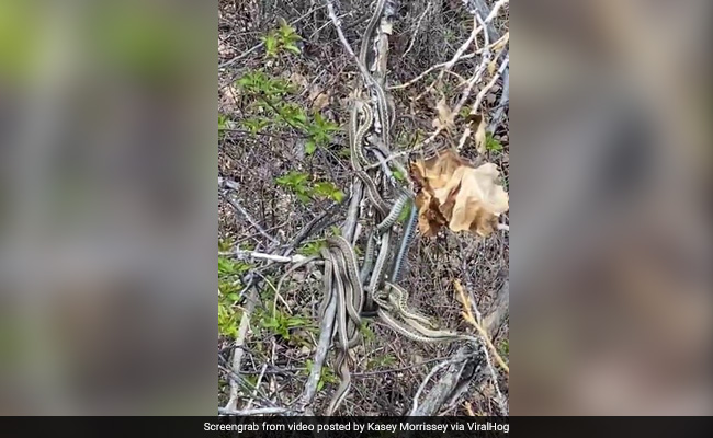 पेड़ पर एक दूसरे से लिपटे दिखे इतने सारे सांप, कमजोर दिल वाले न देखें यह Viral Video