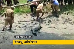 पश्चिम बंगाल में मगरमच्छ का रेस्क्यू ऑपरेशन पश्चिम बंगाल में मगरमच्छ का रेस्क्यू ऑपरेशन